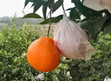 耙耙柑多少錢一斤？耙耙柑市為什么那么貴