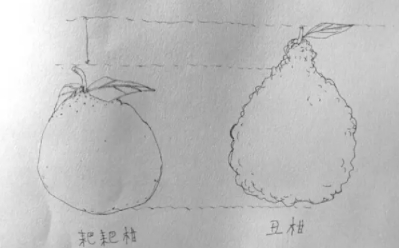 耙耙柑和不知火哪個(gè)好？耙耙柑和不知火區(qū)別