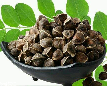 辣木籽能治口臭嗎？口臭吃辣木籽好嗎？