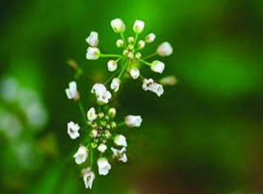 地菜花是什么菜？地菜花是熱性還是涼性