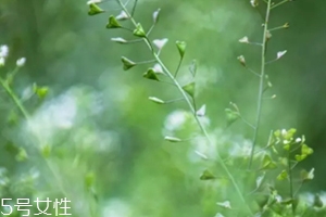 地菜花薺菜花煮雞蛋上午吃還是下午吃？