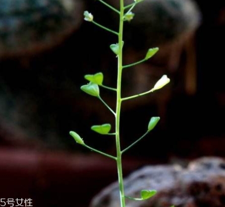地菜花薺菜花煮雞蛋上午吃還是下午吃？