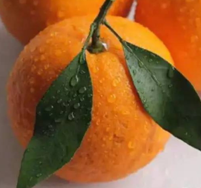 春見和不知火哪個好吃？春見不知火的不同