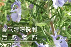 迷迭香精油怎么用？迷迭香精油使用注意事項(xiàng)