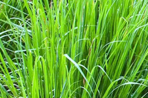 檸檬草精油怎么用？檸檬草精油使用禁忌