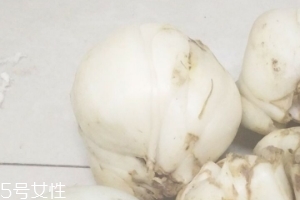 新鮮百合能種嗎？新鮮百合好種植嗎？