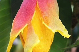 七彩芒多少錢(qián)一斤？七彩芒的功效與作用