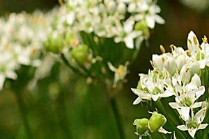 韭菜花多少錢一斤？韭菜花市場(chǎng)行情