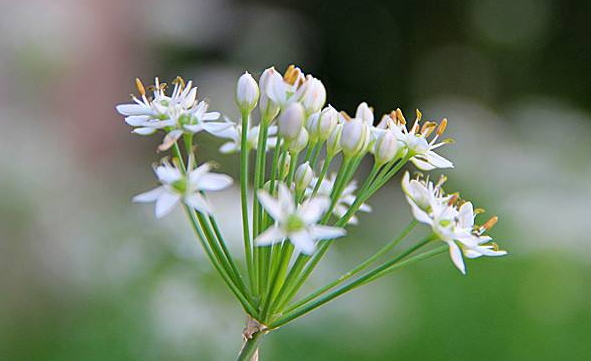 韭菜花多少錢一斤？韭菜花市場(chǎng)行情