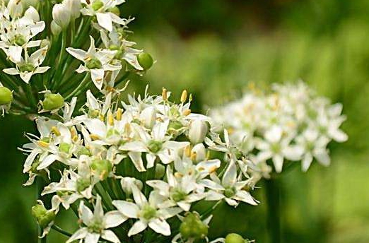 韭菜花多少錢一斤？韭菜花市場(chǎng)行情