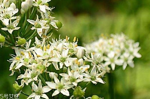 韭菜花和韭菜籽哪個(gè)好？韭菜花和韭菜籽的不同
