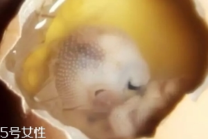 雞仔胎怎么煮？雞仔胎這樣做更美味