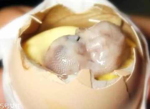 雞仔胎怎么煮？雞仔胎這樣做更美味