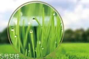 大麥若葉青汁會(huì)過敏嗎？
