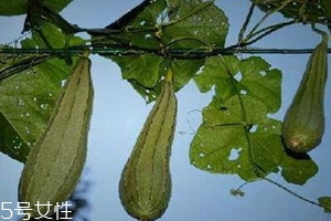 八棱瓜的種植時間季節(jié) 八棱瓜怎么種植