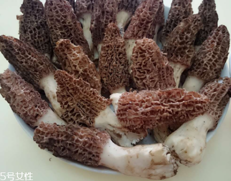 羊肚菌是什么東西？羊肚菌能吃嗎？