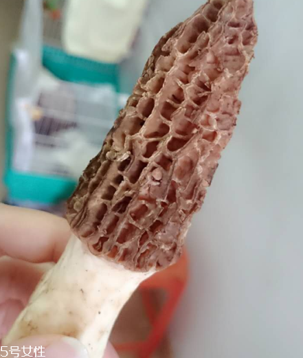 羊肚菌是什么東西？羊肚菌能吃嗎？