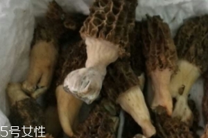 羊肚菌是怎么長(zhǎng)出來(lái)的？