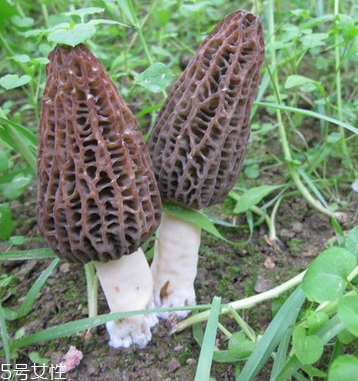 羊肚菌是發(fā)物嗎？羊肚菌屬于發(fā)物嗎？