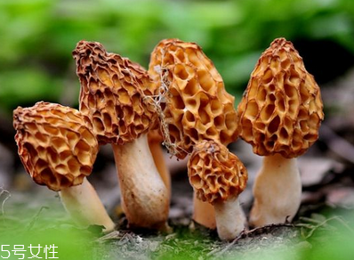 羊肚菌是發(fā)物嗎？羊肚菌屬于發(fā)物嗎？