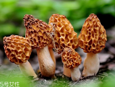 羊肚菌是什么顏色？羊肚菌是什么樣的