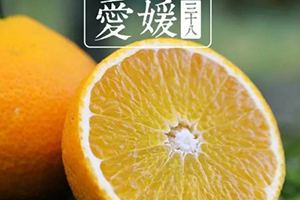 愛媛38號是橙子還是橘子？愛媛38號適合哪里種植？