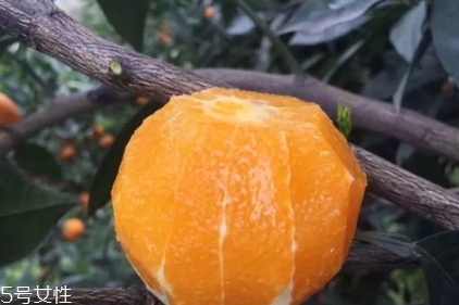 倫晚臍橙口感是酸的還是甜的？倫晚臍橙好吃嗎