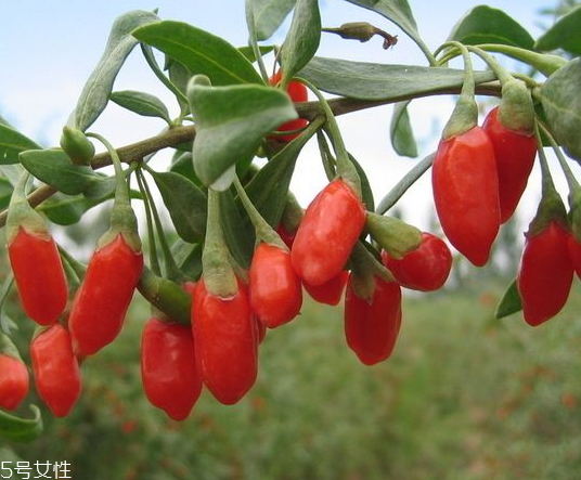 寧夏枸杞哪個(gè)牌子好？寧夏枸杞品牌推薦