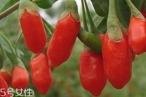 寧夏枸杞子多少錢一斤？寧夏枸杞價格