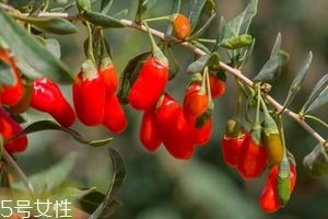 枸杞是發(fā)物嗎？枸杞屬于發(fā)物嗎？