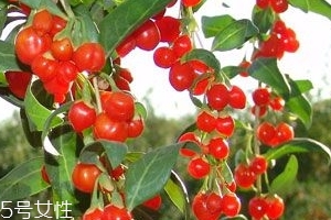 枸杞是大的好還是小的好？枸杞買(mǎi)大還是買(mǎi)小？