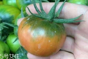 草莓柿子多少錢(qián)一斤 草莓柿子功效與作用