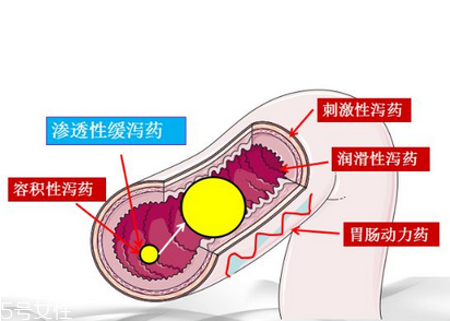 瀉藥吃了多久后開始排便？
