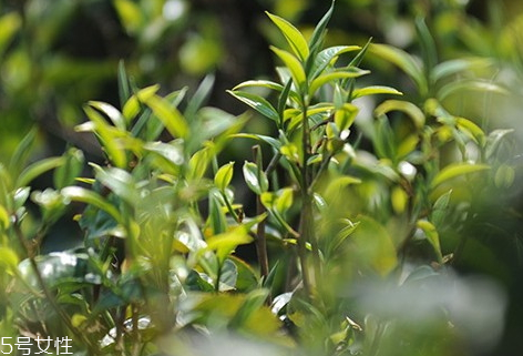 昔歸古樹(shù)茶有哪些特點(diǎn) 昔歸古樹(shù)茶價(jià)格
