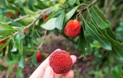 東魁楊梅好吃嗎？東魁楊梅為什么這么火