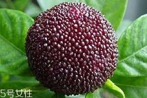烏酥楊梅多少錢一斤？烏酥楊梅好吃嗎