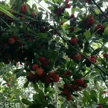 烏酥楊梅多少錢一斤？烏酥楊梅好吃嗎