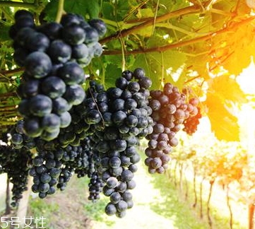 黑提是葡萄嗎？黑提和葡萄的區(qū)別