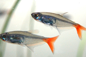 紅尾魚怎么做好吃？紅尾魚的做法大全