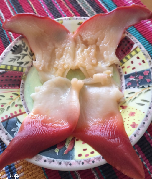 北極貝是海鮮嗎？北極貝介紹