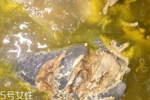 烏骨雞是烏雞嗎？烏骨雞是什么雞？