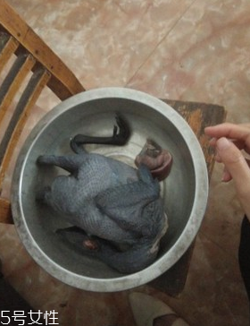 烏骨雞是烏雞嗎？烏骨雞是什么雞？