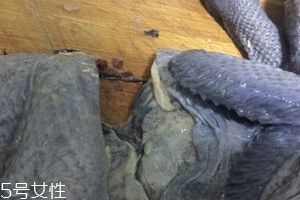 烏雞下奶嗎？烏雞怎么吃下奶？