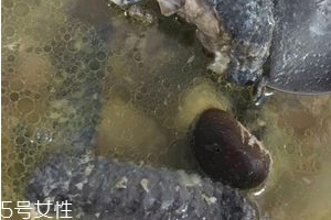 烏雞是發(fā)物嗎？烏雞屬于發(fā)物嗎？