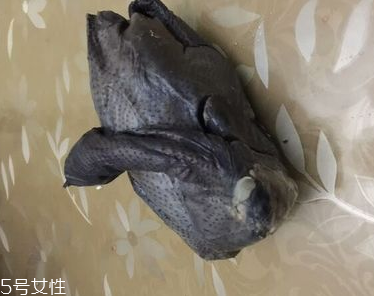 烏雞是熱性還是涼性？烏雞偏熱還是偏涼？