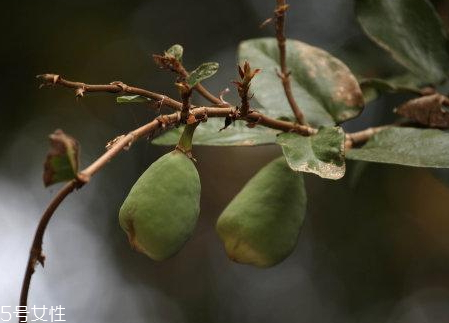 薜荔果多少錢(qián)一斤 薜荔果哪里有賣(mài)