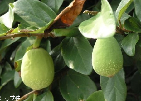 薜荔果多少錢(qián)一斤 薜荔果哪里有賣(mài)