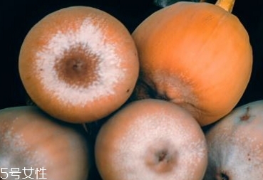 薜荔果多少錢(qián)一斤 薜荔果哪里有賣(mài)