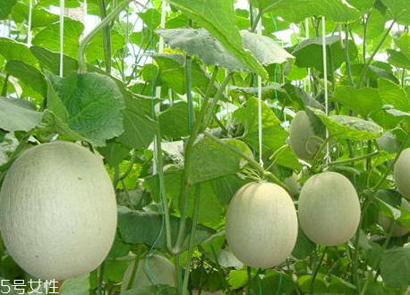 網(wǎng)紋瓜多少錢(qián)一斤 網(wǎng)紋瓜的保存方法