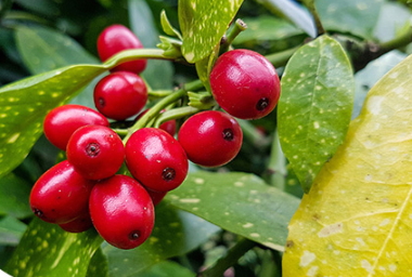 蔓越莓膠囊可以長(zhǎng)期吃嗎？蔓越莓膠囊長(zhǎng)期吃的危害
